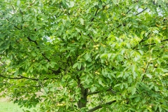 SONY DSC