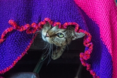 SONY DSC