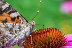 SONY DSC