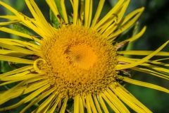 SONY DSC