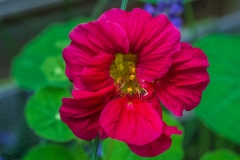 SONY DSC