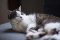 DSC08780a