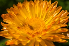 SONY DSC