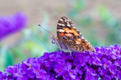 SONY DSC