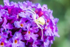 SONY DSC