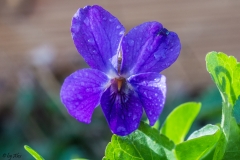SONY DSC