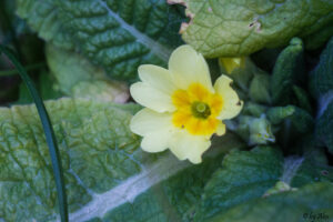 SONY DSC