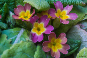 SONY DSC
