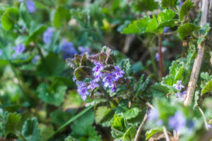 SONY DSC