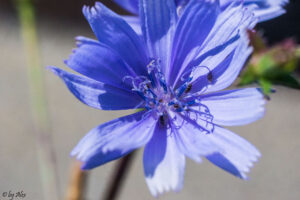 SONY DSC