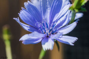 SONY DSC