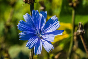 SONY DSC